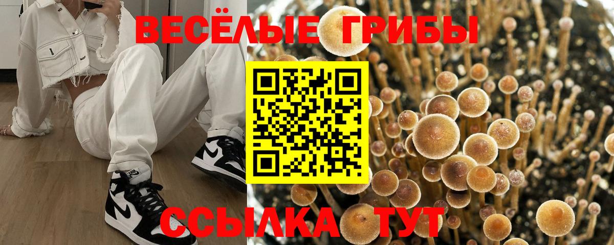 Галлюциногенные грибы Psilocybe Тара